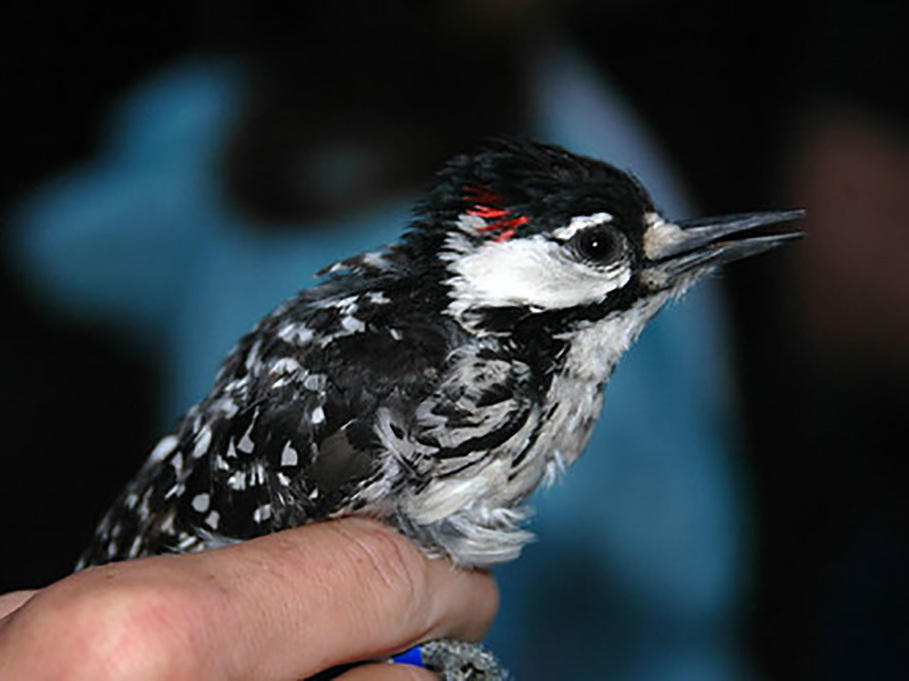 The red-cockaded woodpecker has been listed as endangered for more than half a century.