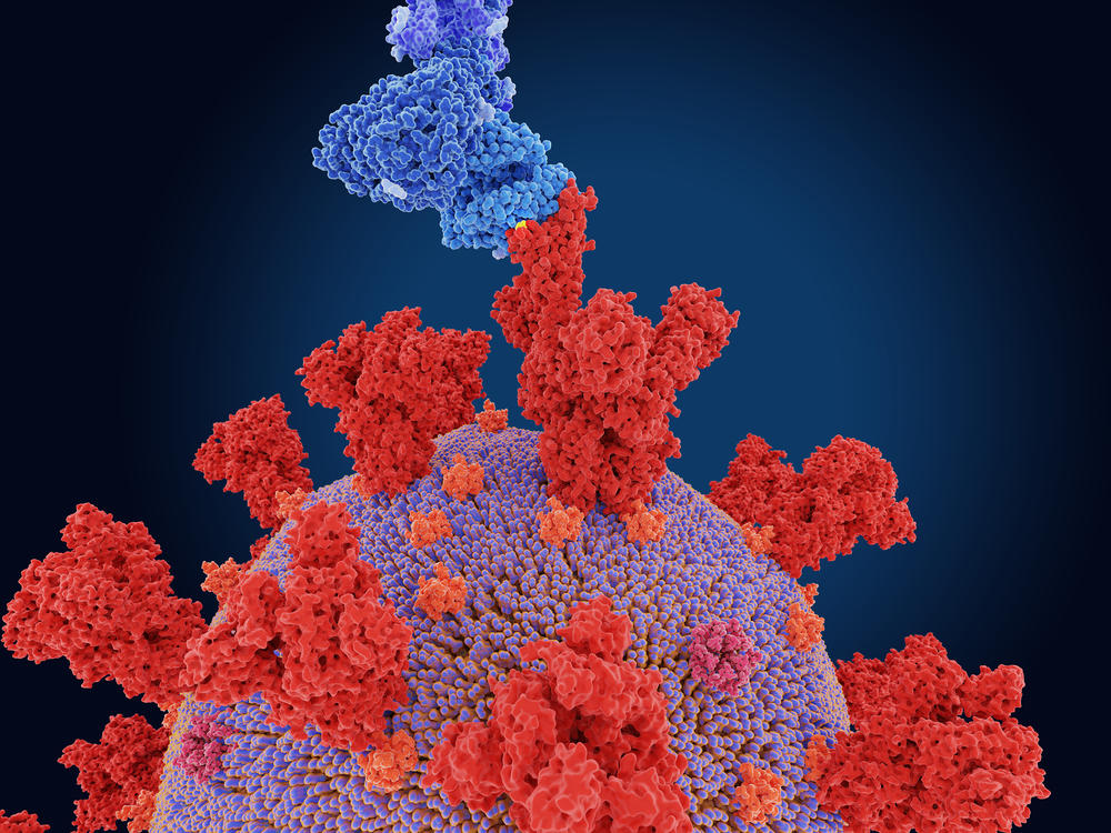 The coronavirus variant first spotted in South Africa alarms scientists because it evolved a mutation, known as E484K, that appears to make it better at evading antibodies produced by the immune system.