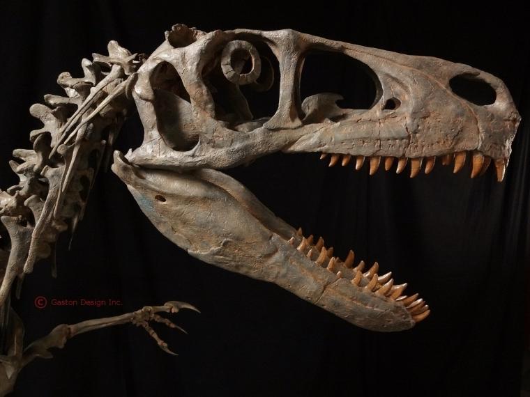 Utahraptor skull reconstruction by Rob Gaston of Gaston Design incorporating some material from the Utahraptor megablock.