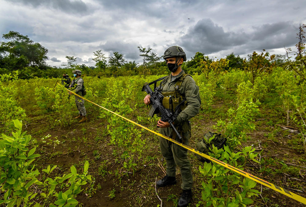 A Colombian police officer stands guard next to coca plants during an operation to eradicate illicit crops in Colombia. Colombian security forces have ripped up hundreds of thousands of acres of coca, but some farmers have struggled to change to other agricultural activities.