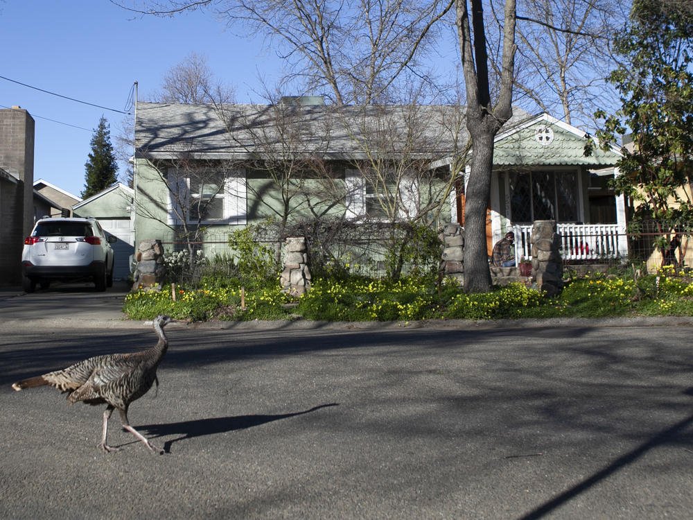 Sacramento's Elmhurst neighborhood is comprised of mostly single-family homes. The City Council has voted on a draft plan to allow fourplexes in all residential areas.