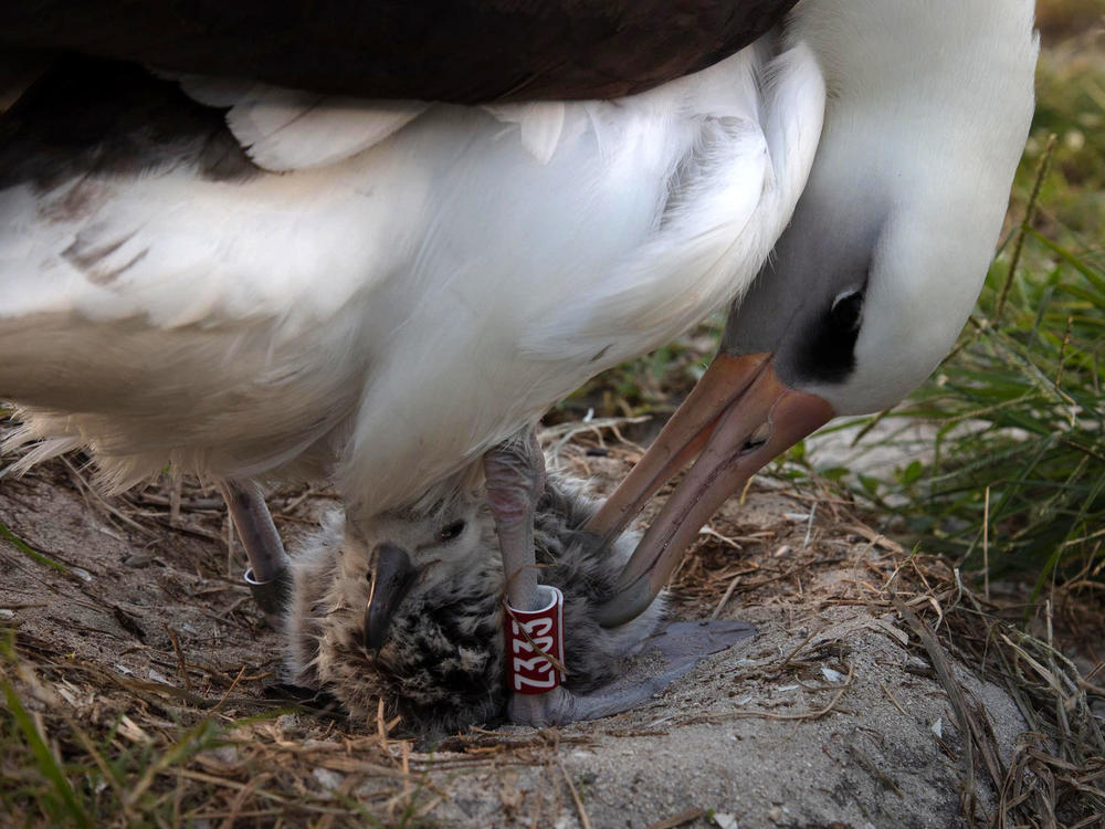 Wisdom, a mōlī or Laysan albatross, and the world's oldest known banded wild bird, hatched a new chick at Midway Atoll on Feb. 1.