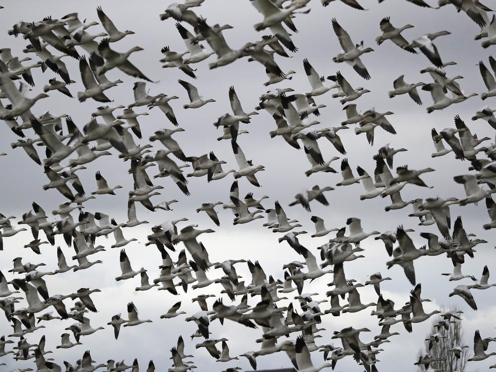 Thousands of snow geese take flight near Conway, Wash., in 2019. The Biden administration is reversing a policy under former President Donald Trump that drastically weakened protections for most U.S. bird species.