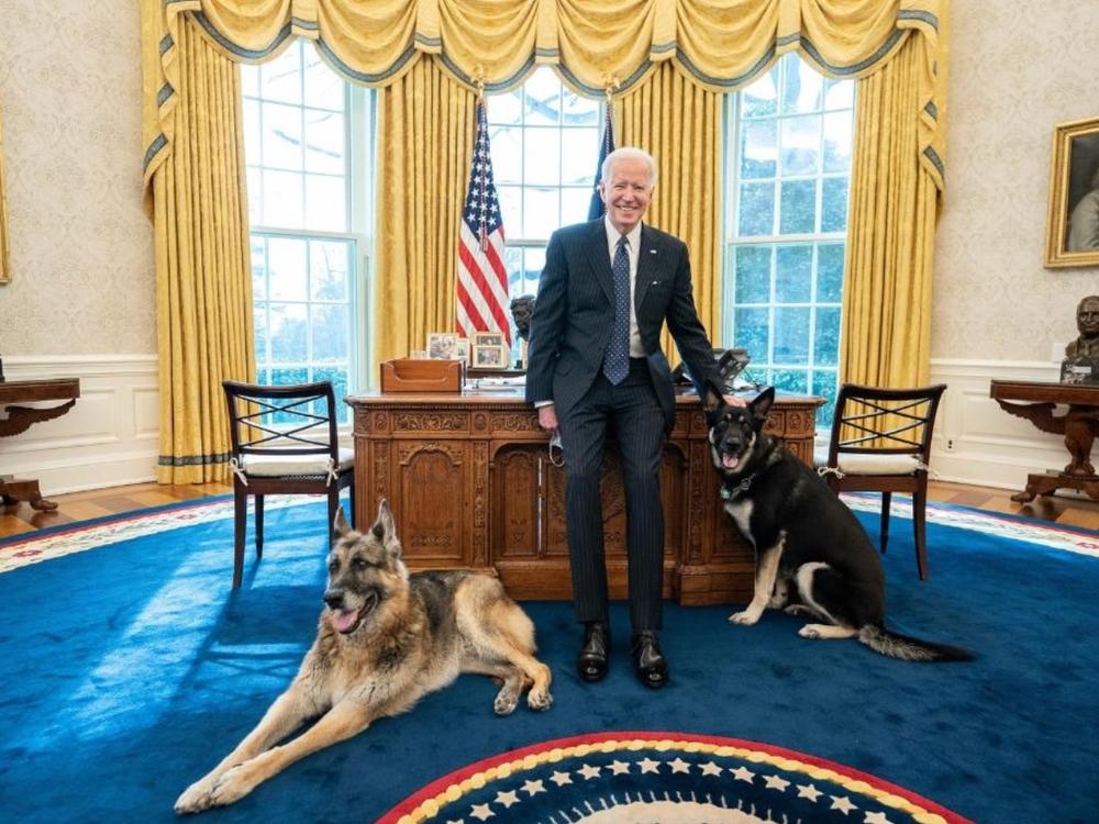 Major, pictured on the right, was reportedly spooked by someone on Monday and allegedly 