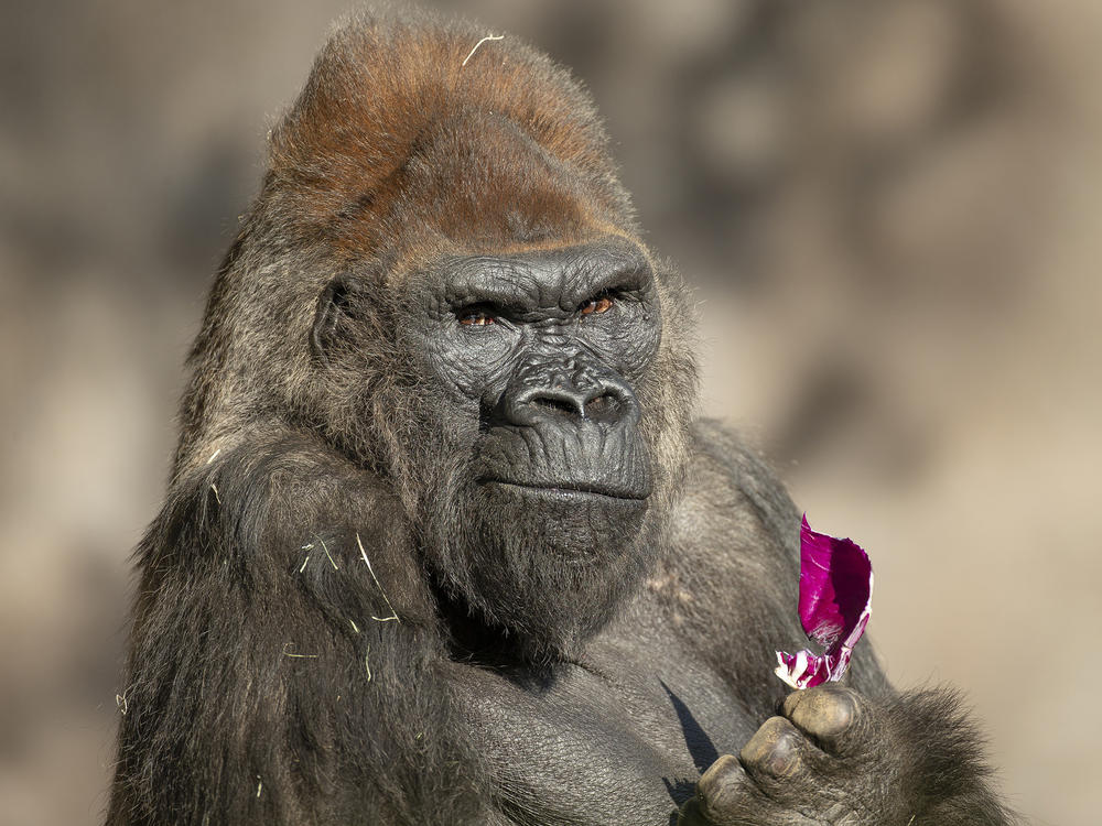 Winston, a silverback gorilla, is one of the gorillas who contracted COVID-19 in January.