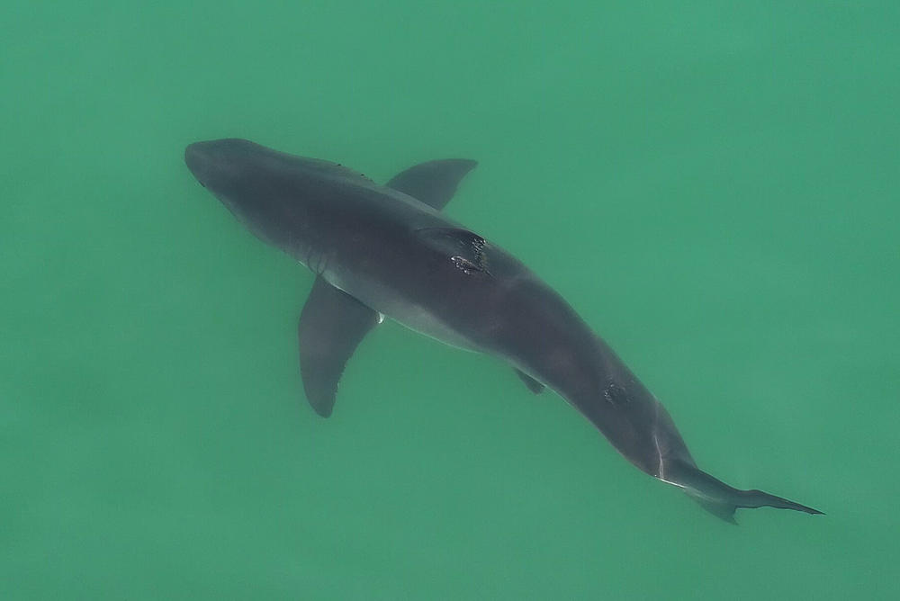 As waters off California warmed during a marine heat wave in 2014, young white sharks moved north, outside their normal habitat.