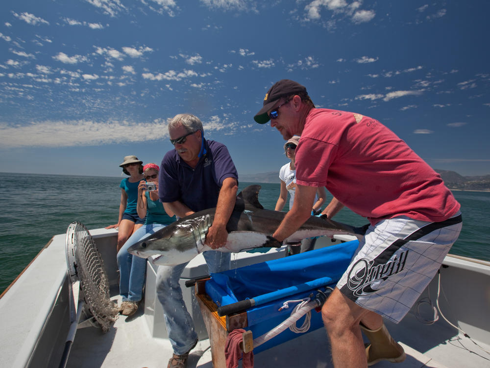 Scientists John O'Sullivan of the Monterey Bay Aquarium and Chris Lowe of California State University release a tagged juvenile white shark off Southern California, part of an effort to track their movement.