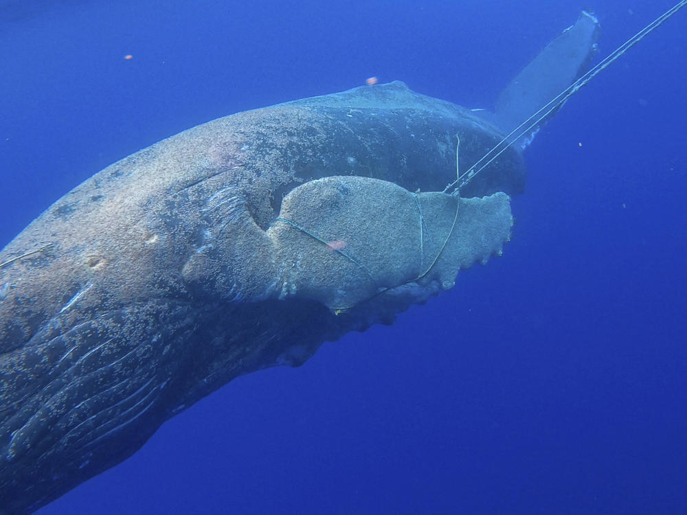 In this photo released by NOAA's Marine Mammal Health and Stranding Response Program is an entangled subadult humpback whale off the Hawaiian island of Maui, on Tuesday. A young humpback whale has been freed of about 100 feet of line entangled in its mouth and flipper.