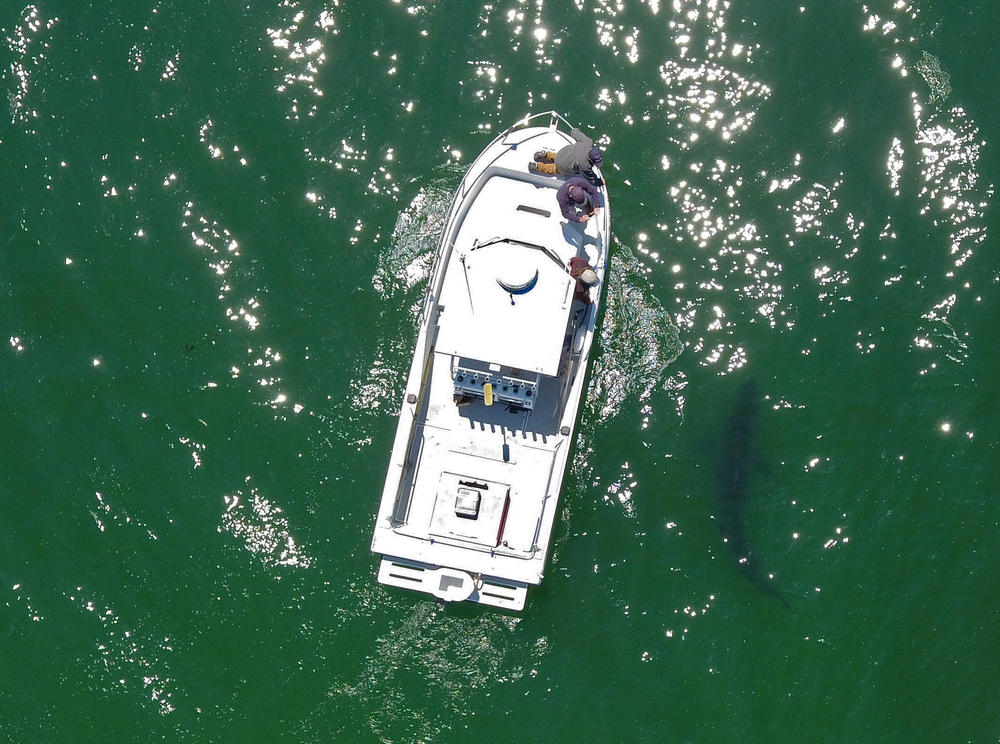 Juvenile white sharks, like this one near Aptos, Calif., are moving into new ecosystems as water warms.