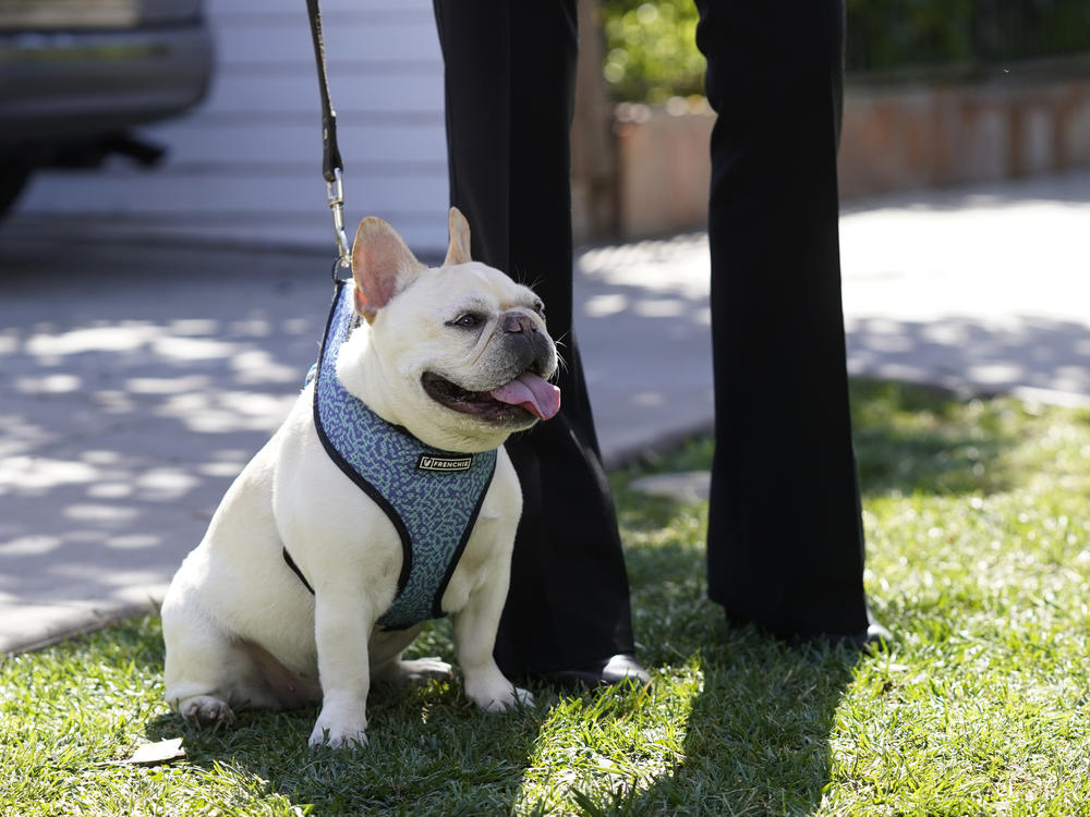 French Bulldogs were the second most popular breed registered with the American Kennel Club in 2020.