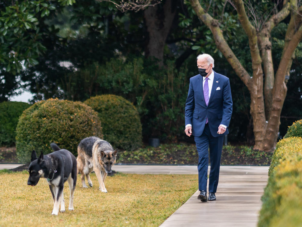 President Biden walks with his dogs Major and Champ in the Rose Garden of the White House.