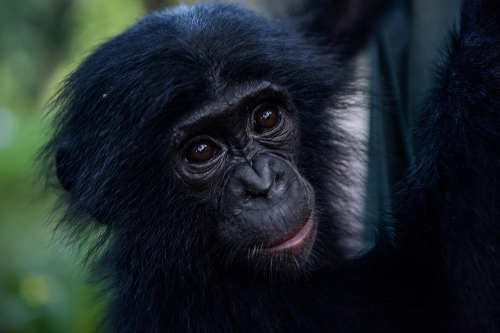 Esake, photographed at the Lola ya Bonobo sanctuary in the Democratic Republic of the Congo in 2019, was rescued from a hunter who killed her mom.