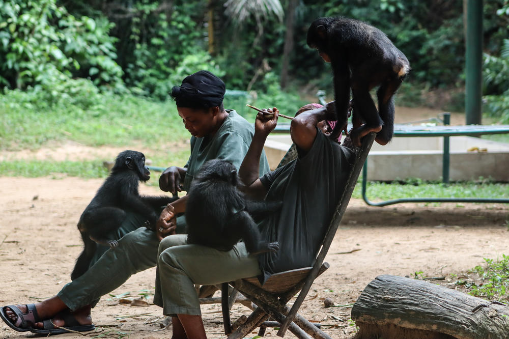 A trio of young bonobos play under the watchful eyes of their caregivers.