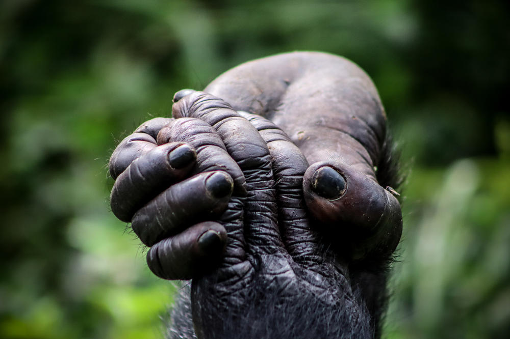 Bonobos avoid confrontation and promote cooperation, often through sex.