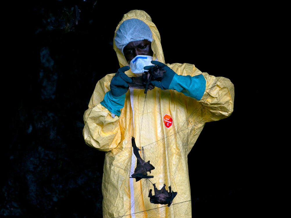 A researcher with Franceville International Medical Research Centre collects bats in a net on November 25, 2020 inside a cave in Gabon. Scientists are looking for potential sources for a possible next coronavirus pandemic.