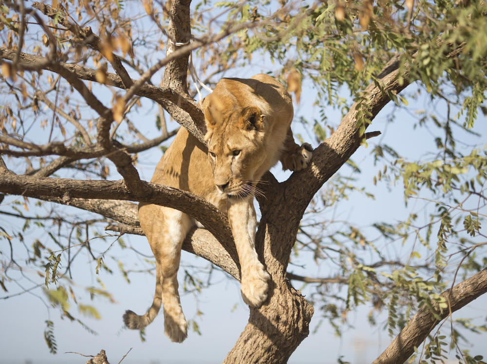 A female African lion, said to be similar to those discovered dead, is pictured in 2013.