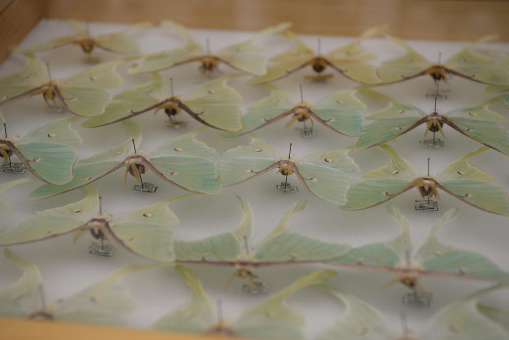 Recently collected in Massachusetts, these Luna moths (<em>Actias luna</em>) were donated by biologist Mark Mello, at the Lloyd Center for the Environment.