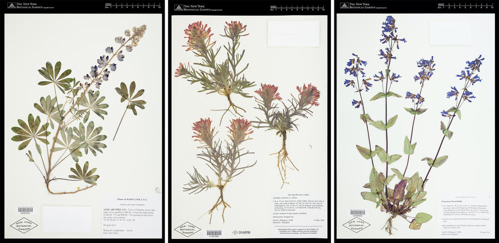 Herbarium specimens are dried plants that are attached to paper for storage. The preparatory applies glue to the specimen, which is then held down by metal weight until the glue dries. Thick parts of the specimen may also be sewn to the sheet with needle and thread.