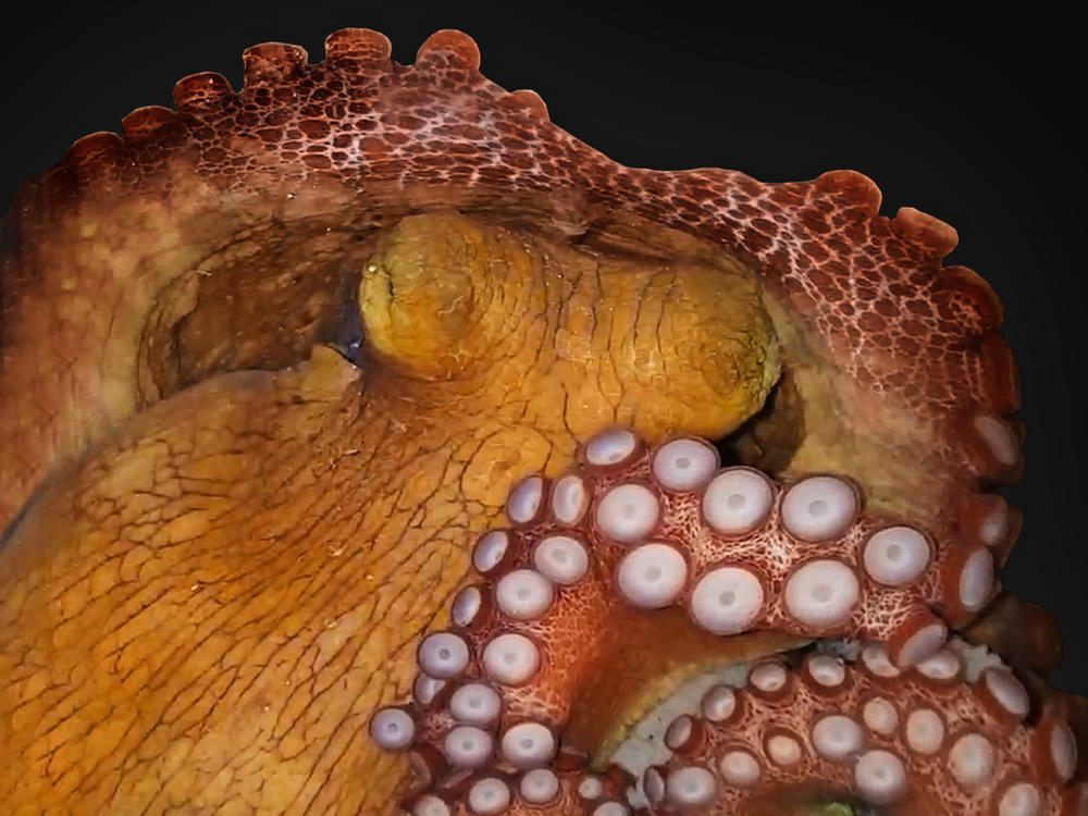 An octopus in active sleep — possibly dreaming.