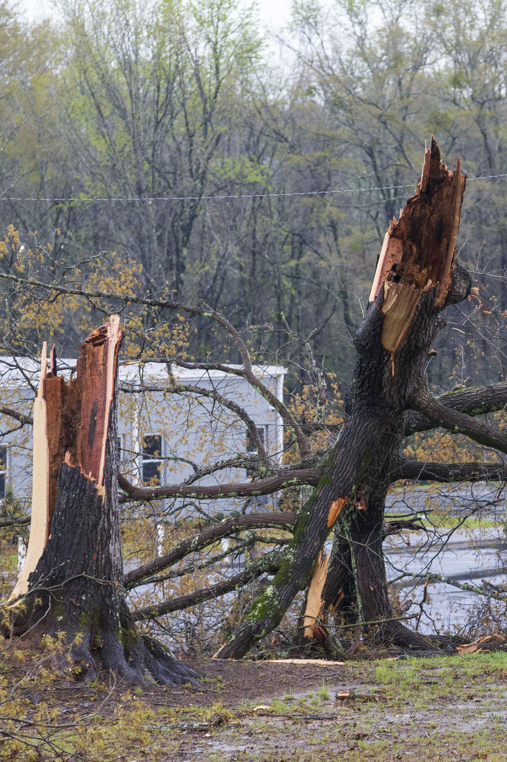 Trees sit uprooted along SR 31 in Pelham, Ala., after a tornado came though on a day of extended severe weather on Thursday. The National Weather Service issued multiple tornado warnings in Alabama and surrounding states where forecasters said conditions were ripe for 