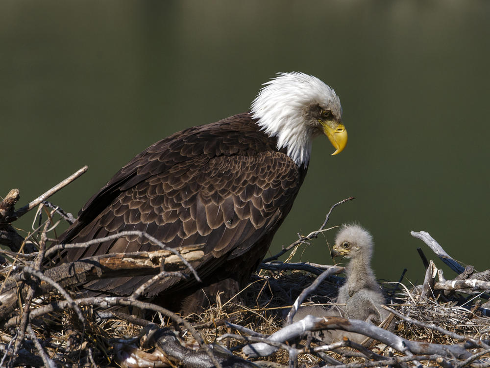 U.S. bald eagle populations have more than quadrupled in the lower 48 states since 2009, according to a new survey from the U.S. Fish and Wildlife Service.
