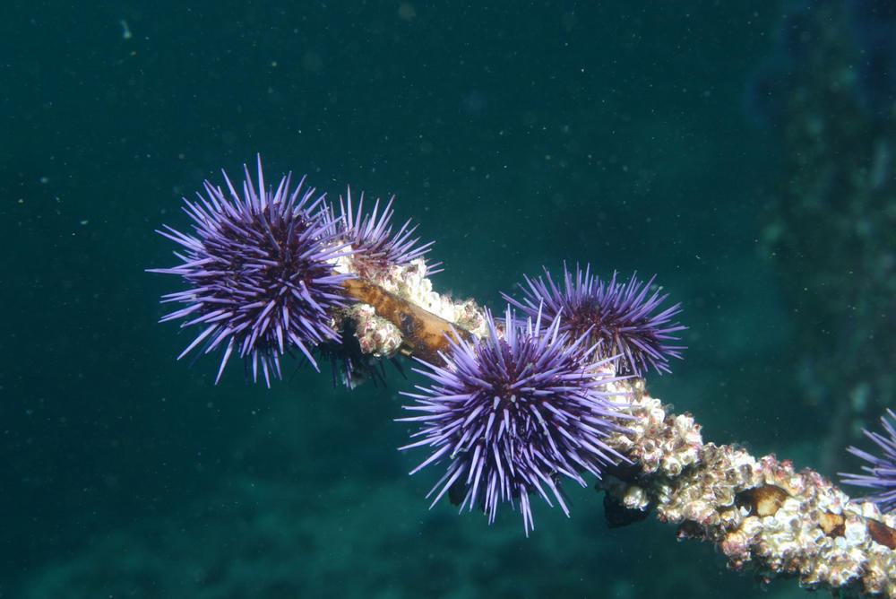 Across much of Northern California, purple urchins have little kelp left to eat, but still can survive.