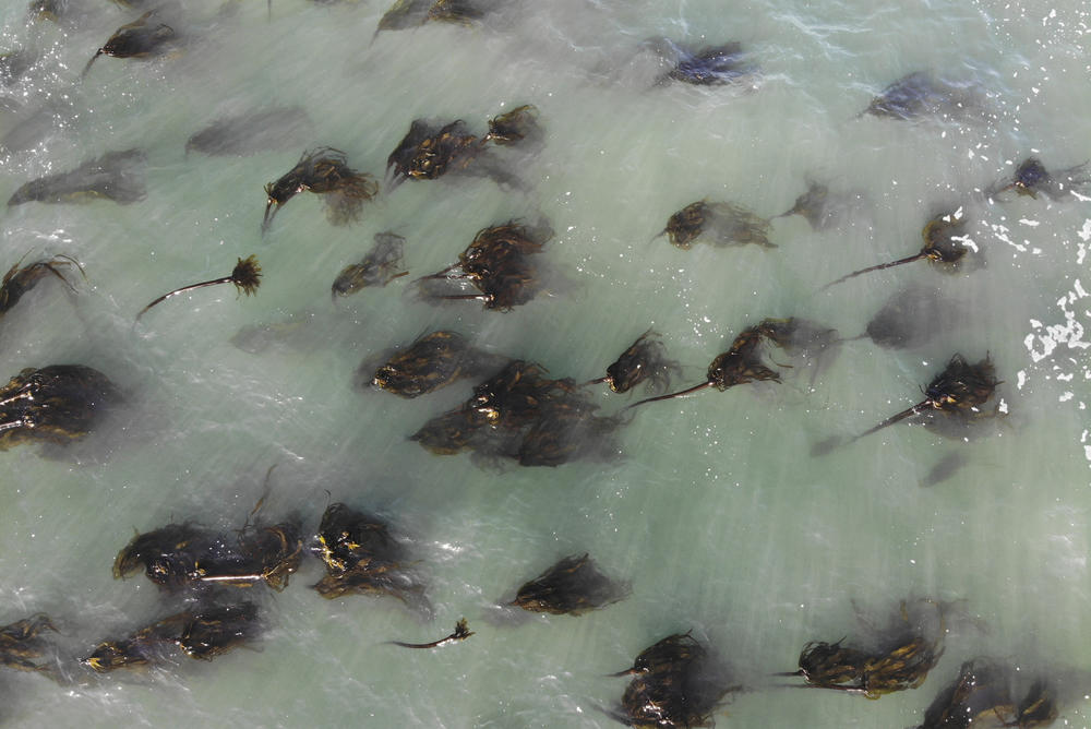 One of the last remaining kelp forests near Elk, Calif., on the Northern California coast.