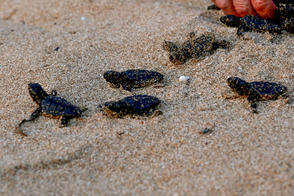 Small turtles crawl on the sandy beach of al-Mansouri near Lebanon's southern city of Tyre in 2019.