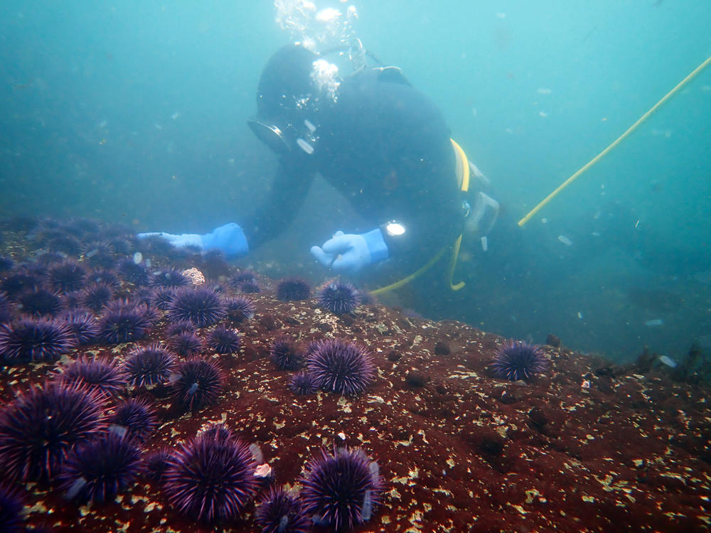 A commercial urchin diver removes purple urchin from a targeted kelp forest restoration project in Noyo Harbor near Fort Bragg, Calif.