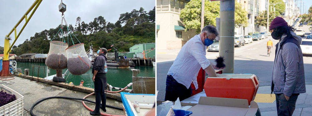 Divers in Fort Bragg have removed more than 20,000 pounds of urchins (left). Sea Stephanie Fish sells purple urchins straight to customers (right).