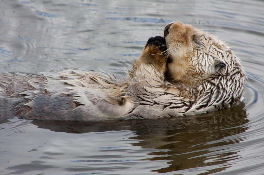 In Central California, kelp forests are doing better, thanks in part to urchin-eating sea otters.