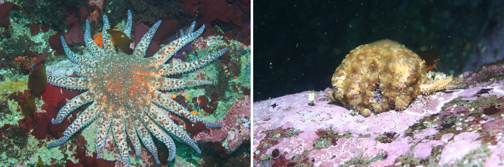 Sunflower sea stars, the purple urchin's main predator in Northern California, have disappeared due to sea star wasting disease. In the image on the right, taken in 2015, you can see Sunflower sea star eating a purple urchin.