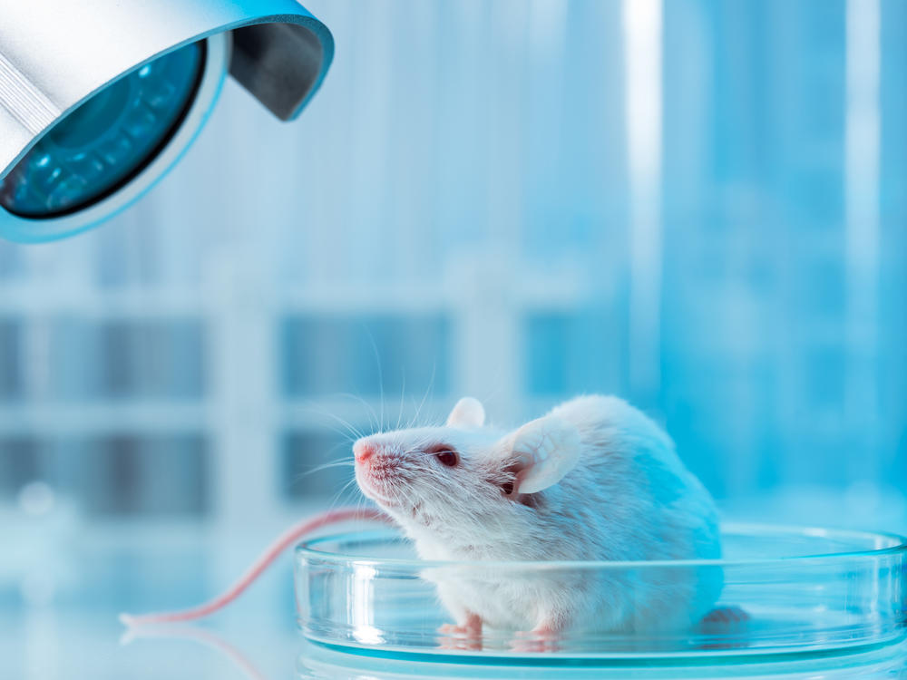 A study of mice that hear imaginary sounds could help explain human disorders like schizophrenia, which produce hallucinations.