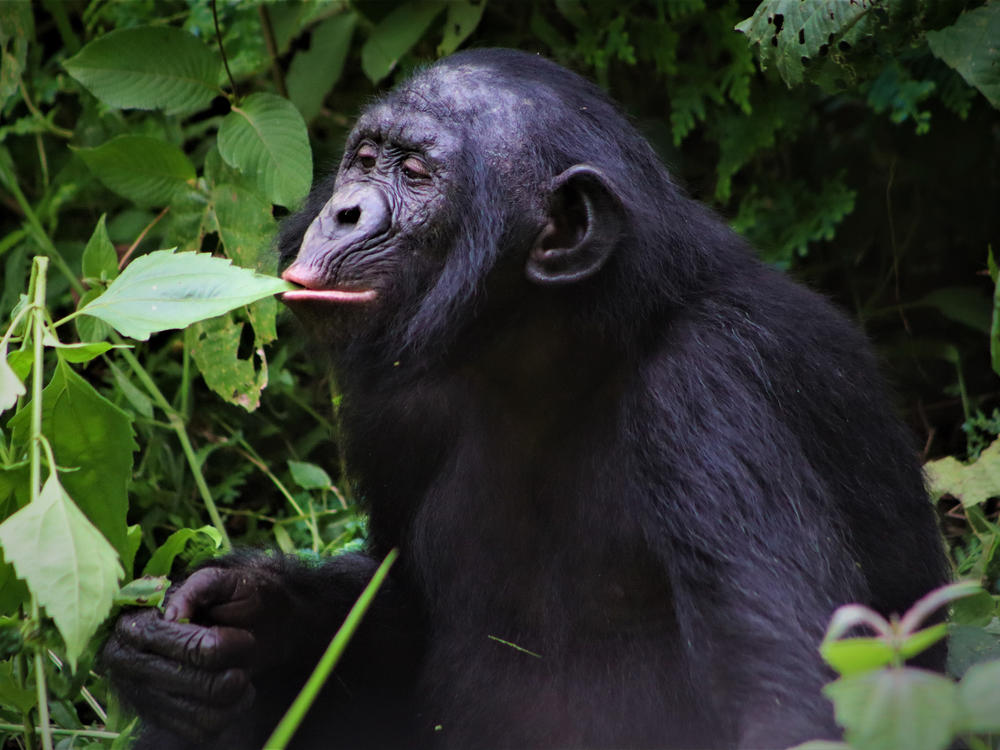 A male bonobo at Lola yo Bonobo sanctuary. Only about 20,000 wild bonobos are left, and they are found only in the central rainforests of the Democratic Republic of the Congo.