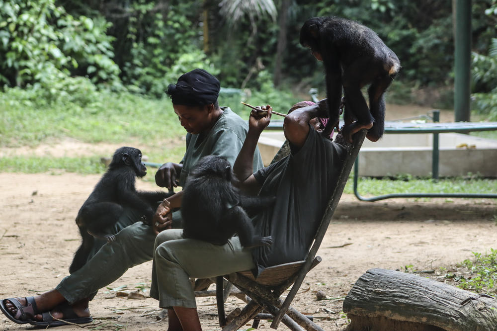 A trio of young bonobos play under the watchful eyes of their caregivers..