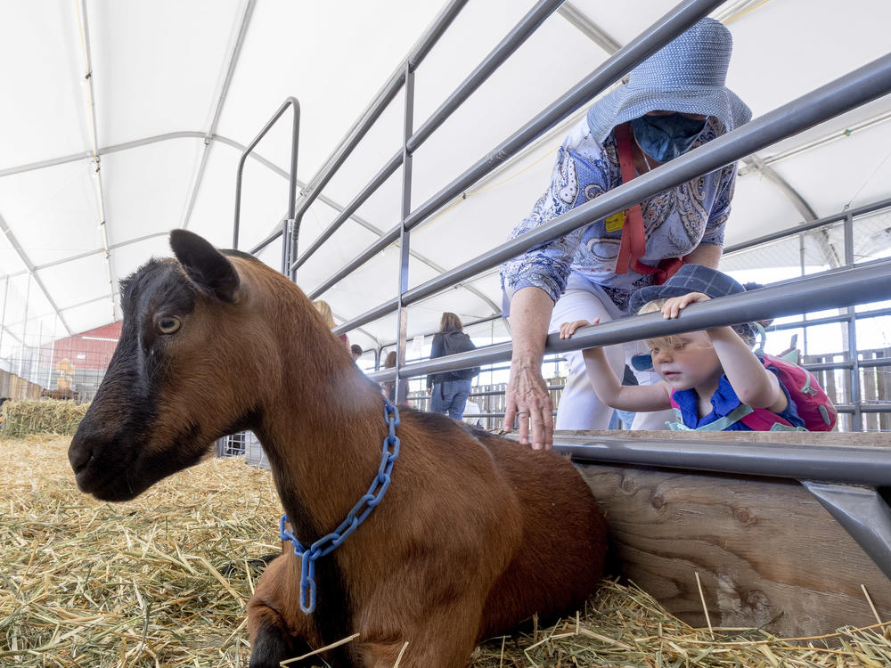 A group of more than 80 people with an interest in animal welfare, including Dr. Jane Goodall, have signed a letter calling on the editors of the Associated Press Stylebook to change their guidance on the use of animals pronouns.