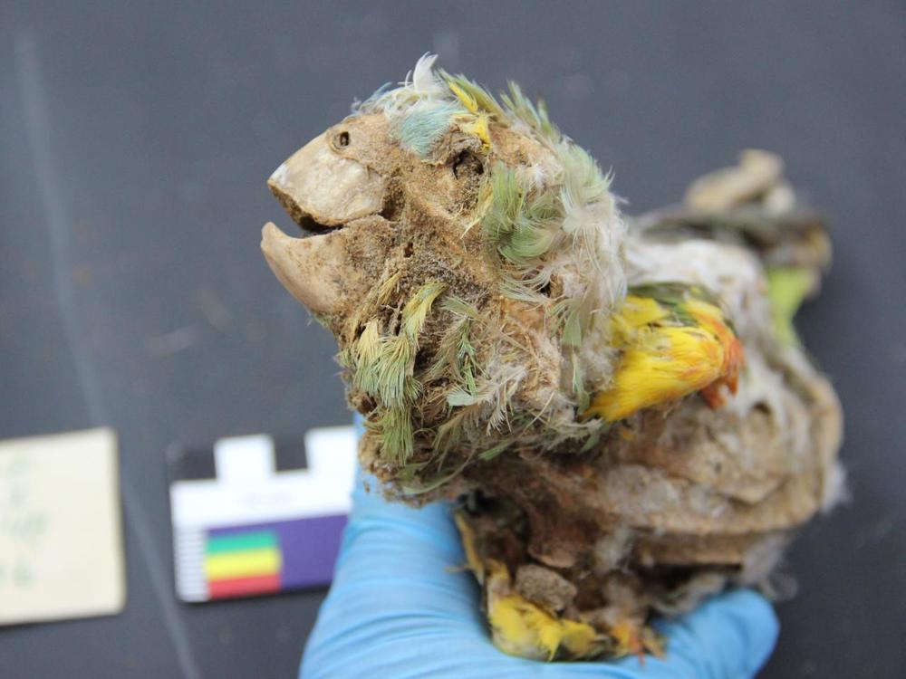 Researchers identified a mummified Blue-Fronted Amazon parrot, recovered from an ancient cemetery in the Atacama Desert.