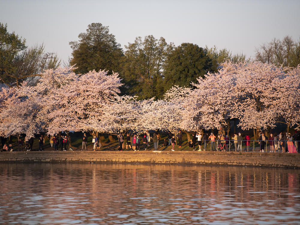 Visitors gather to watch the sunrise under blooming Japanese cherry blossom trees along the Tidal Basin in Washington, D.C., on March 30.
