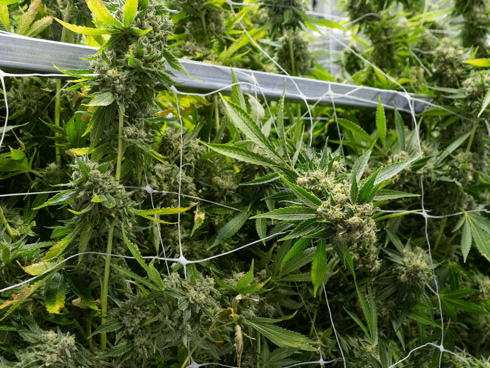 Cannabis plants grow inside a medical marijuana dispensary in Richmond, Va., known as gLeaf. The Virginia Legislature voted to pass a bill legalizing recreational marijuana in the state.
