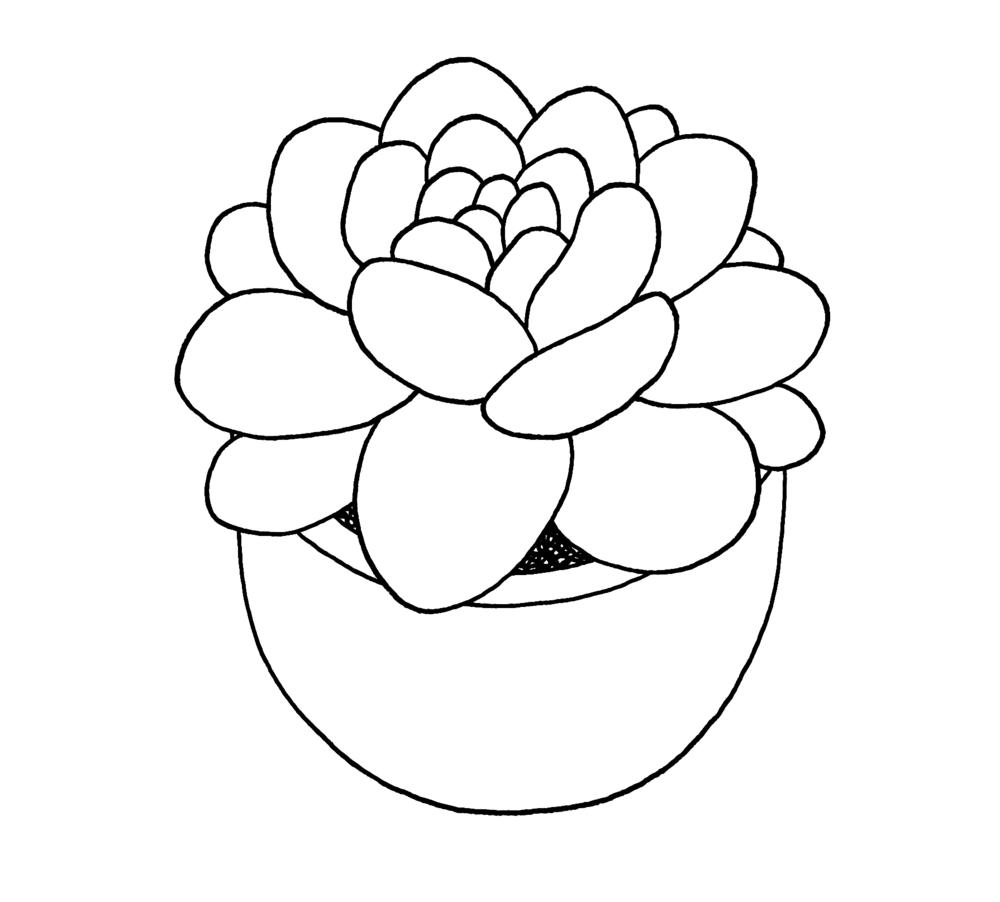 A soothing succulent
