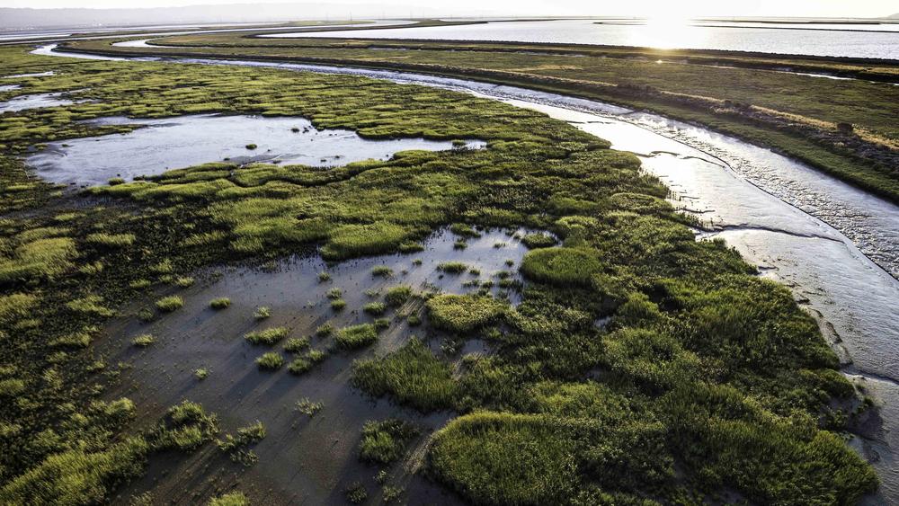 Coastal communities are racing to restore marshes, like these in San Francisco Bay, to create a barrier against storm surges and sea level rise.