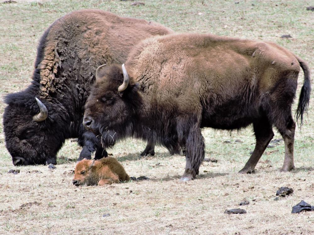 Thirteen bison went to the Cheyenne and Arapaho Tribes in Oklahoma and one went to the Tall Bull Memorial Council in Colorado.