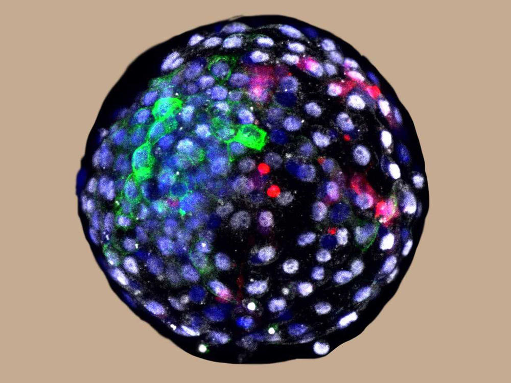 Using fluorescent antibody-based stains and advanced microscopy, researchers are able to visualize cells of different species origins in an early stage chimeric embryo. The red color indicates the cells of human origin.