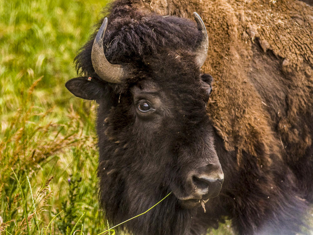 Denver typically auctions off its excess bison to avoid overgrazing, but there was still an excess after this year's auction. So, the city decided to return bison to their native habitats on tribal land.