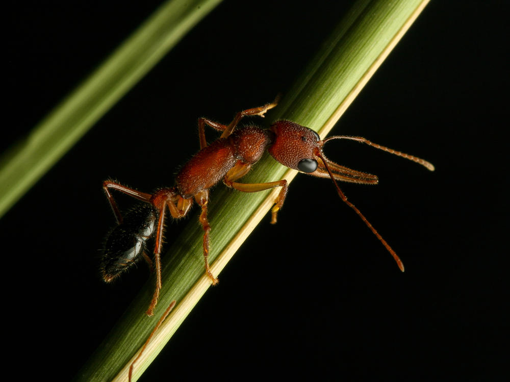 Researchers have shown that the Indian jumping ant can shrink and regrow its brain.