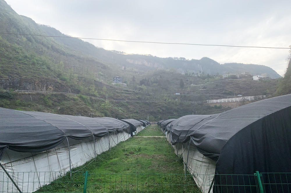 Rows of greenhouses stand in Bijie where Sun helps grow shiitake mushrooms. He says the crop brings in dozens of more times the revenue that corn fields once did.