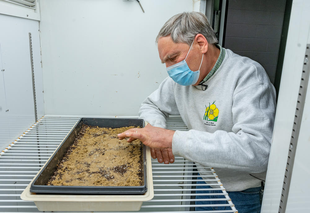 Frank Telewski spreads seeds from the Beal bottle in a tray in the growth lab in the Plant Biology Building.