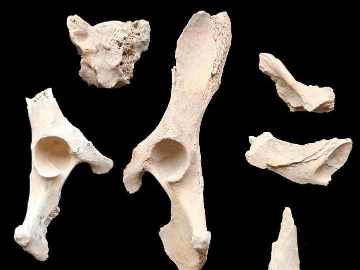 Man s Ancient Friend 6 000 Year Old Dog Remains Found On Arabian Peninsula Georgia Public Broadcasting