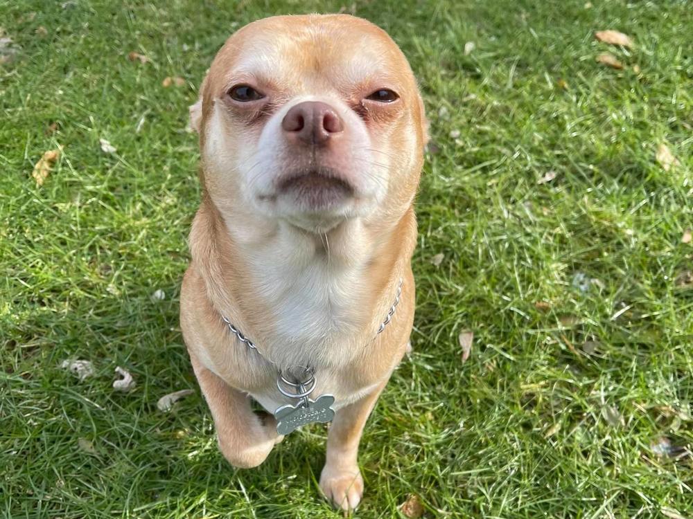Prancer, the 13-pound Chihuahua-slash-
