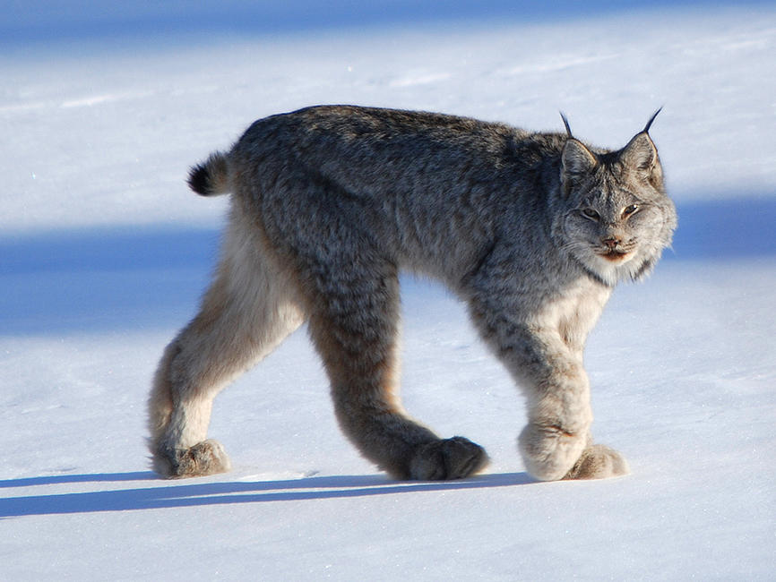 The newly sequenced Canada lynx genome has already offered hints of how the North American wildcat might adapt — or not — to climate change, researchers say.